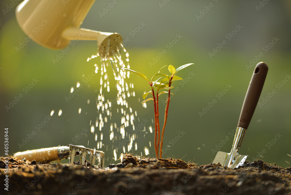 Sprout watered from a watering can