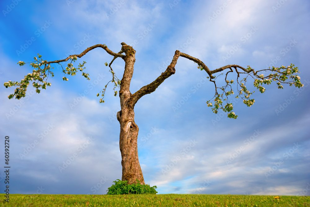 old apple tree