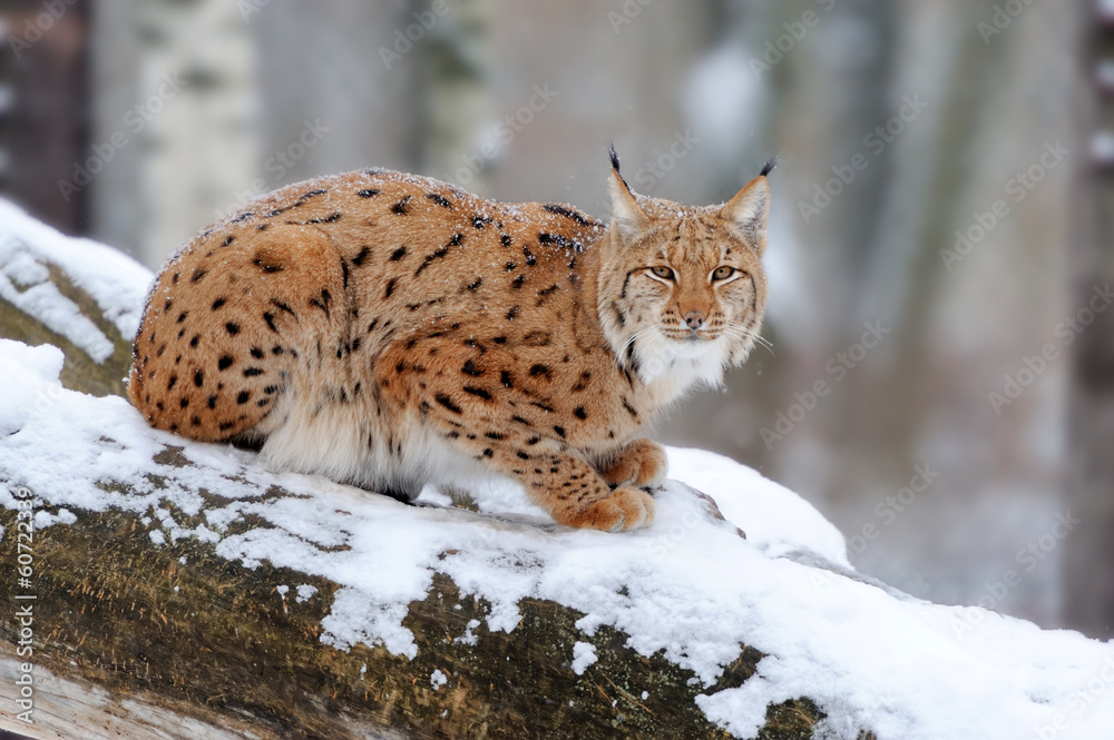 Lynx