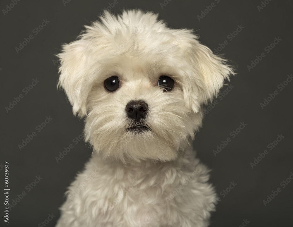 Close-up of a Maltese puppy, isolated on a grey background