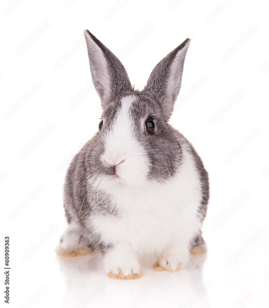 Rabbit on white background