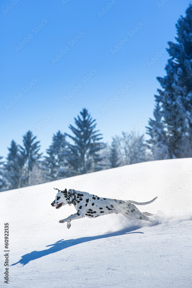 达尔马提亚犬在雪地里奔跑和跳跃