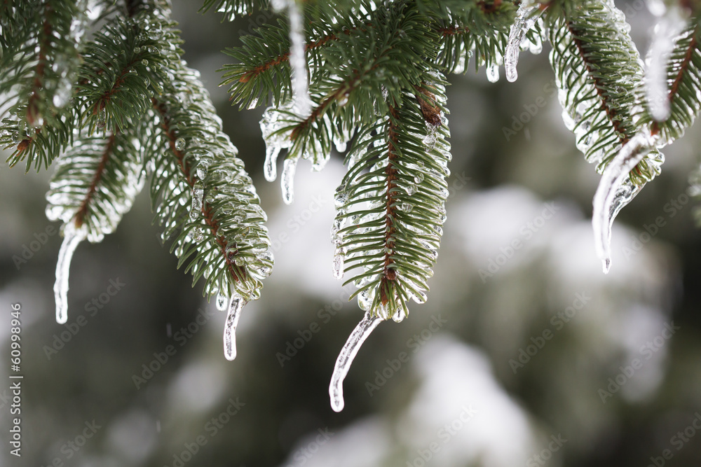 带有融化雨夹雪的孤立云杉树枝