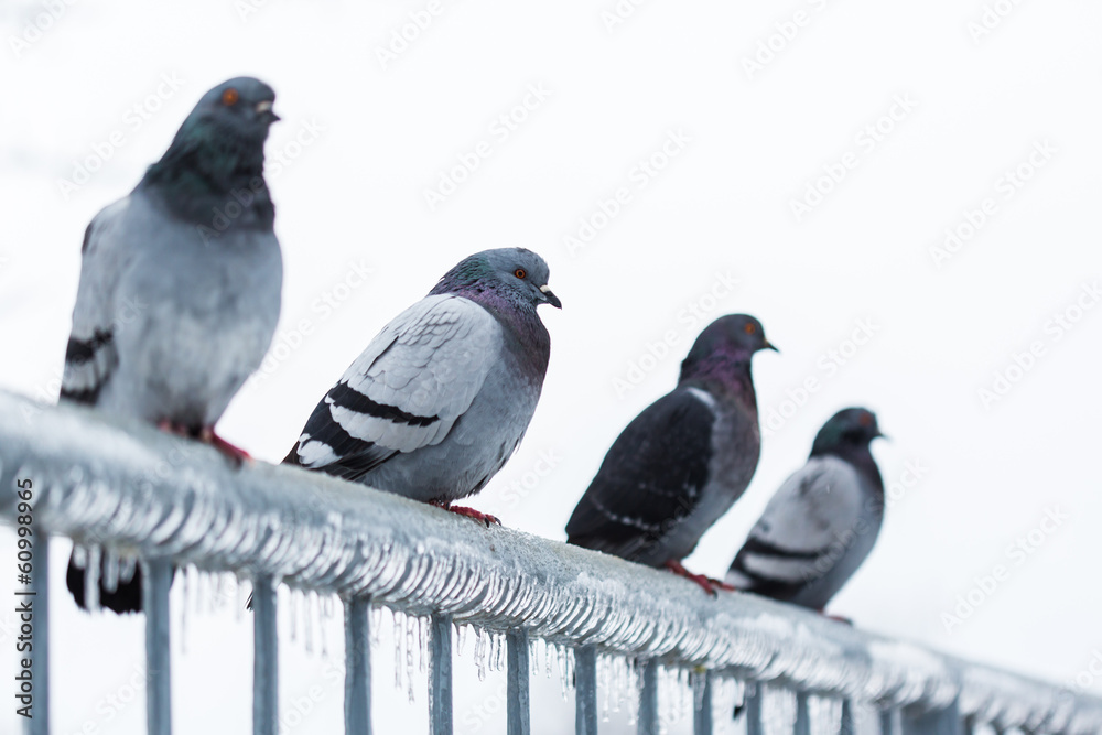 Pigeons on a fence full of sleet and ice