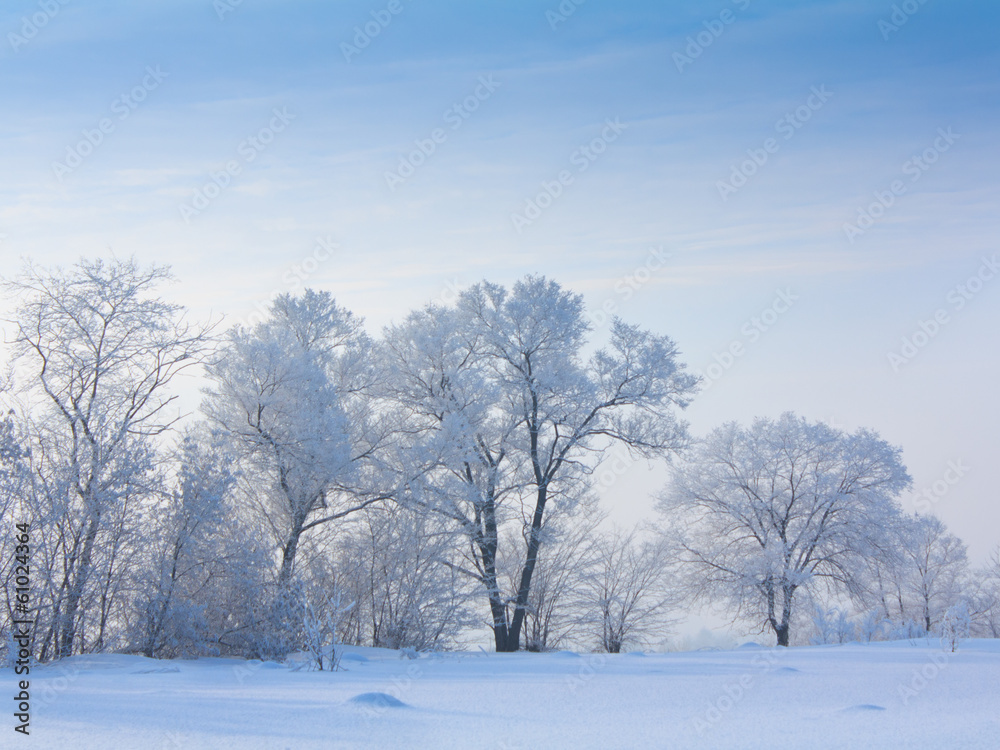 白雪树