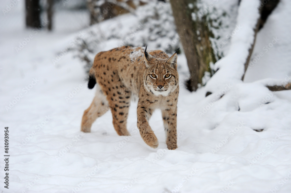 山猫