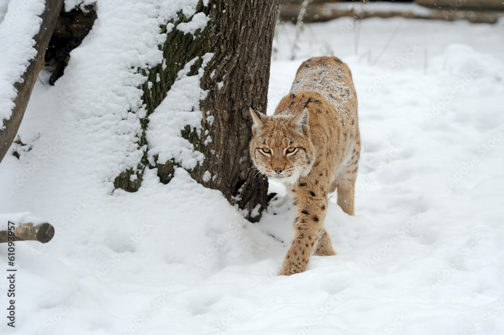 山猫