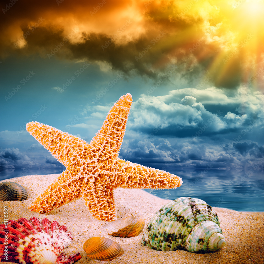 Sea star and colorful shells