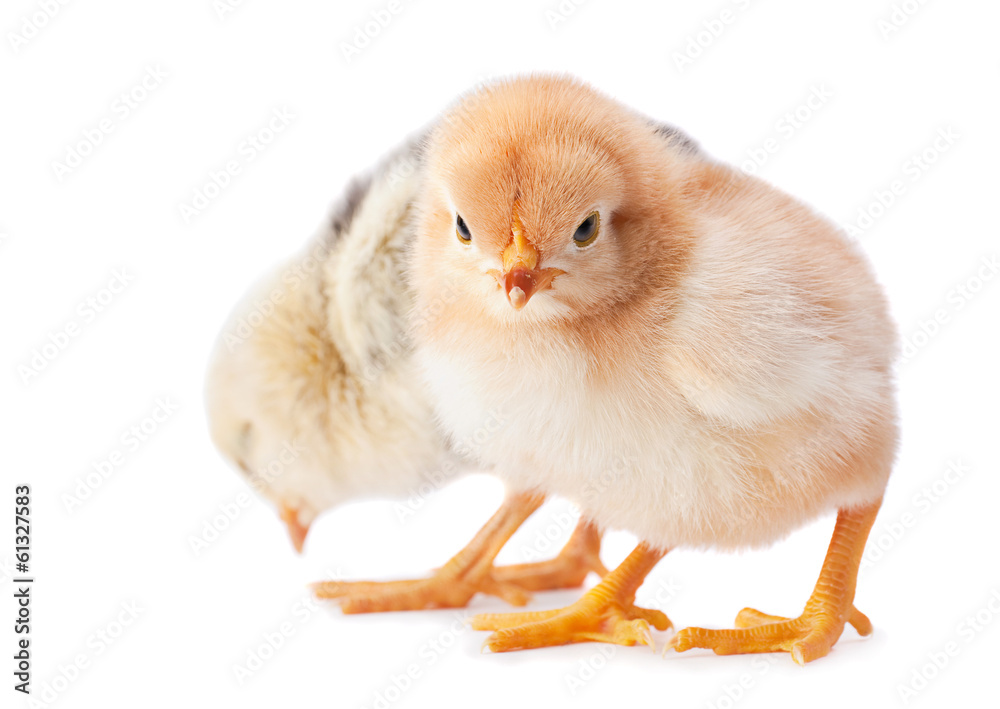 Two baby chicken closeup