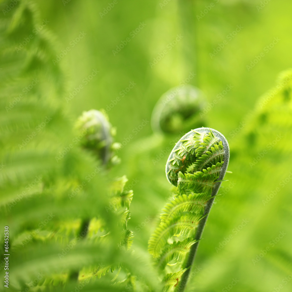 蕨类植物的萌芽