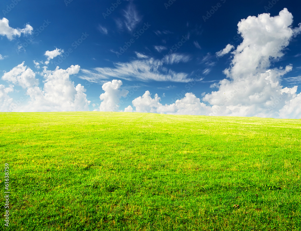 Field with flower. Beautiful agricultural landscape