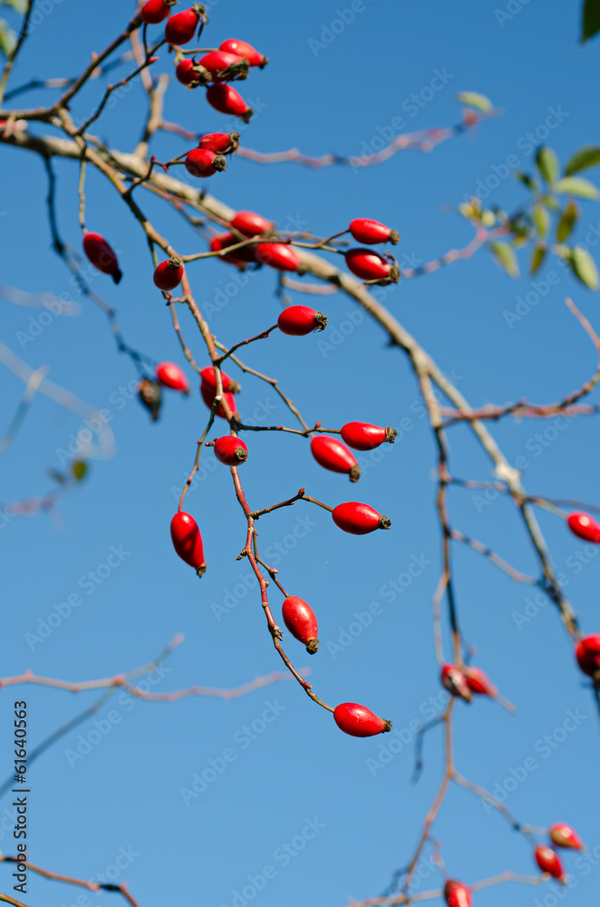 Rosehip berries