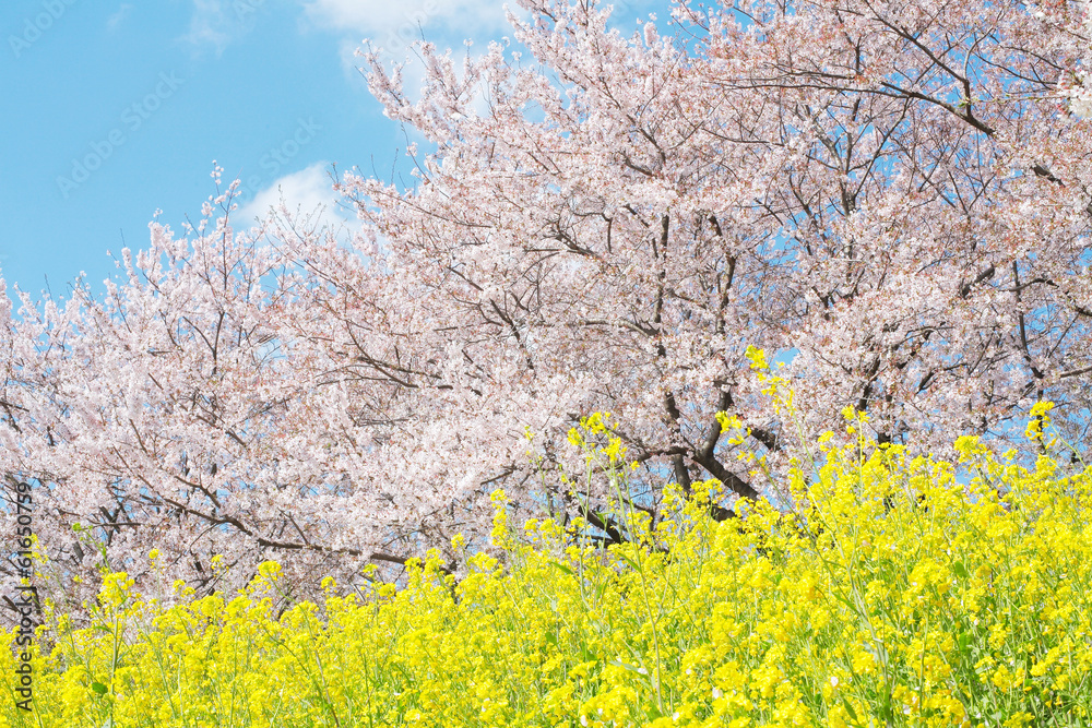 日本の春の風景