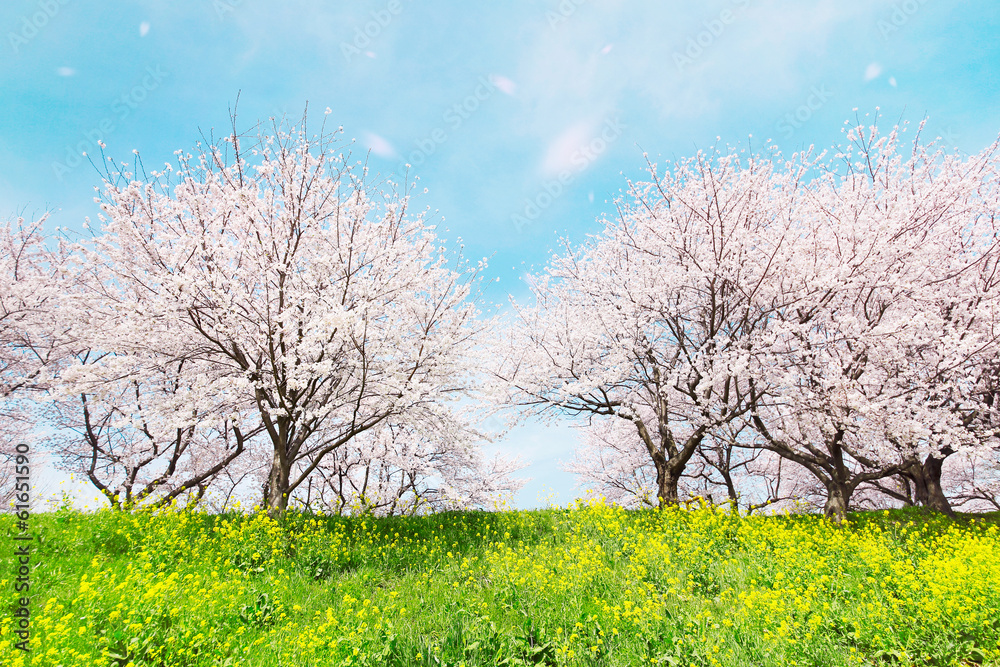 日本の春の風景