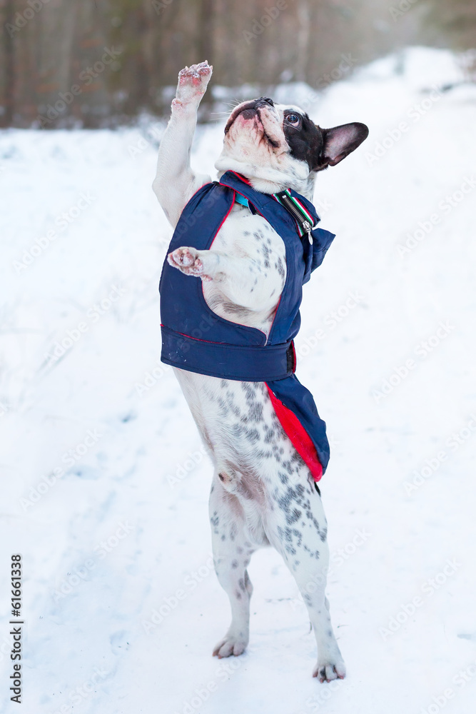 French bulldog in winter jacket jumping for a stick