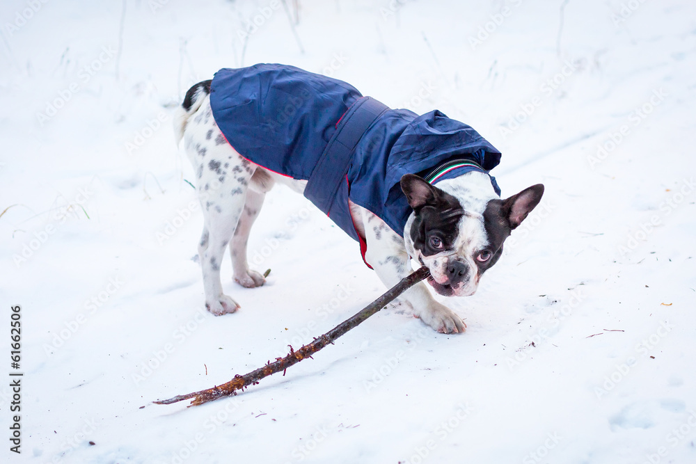 French bulldog in winter jacket on the walk in forest