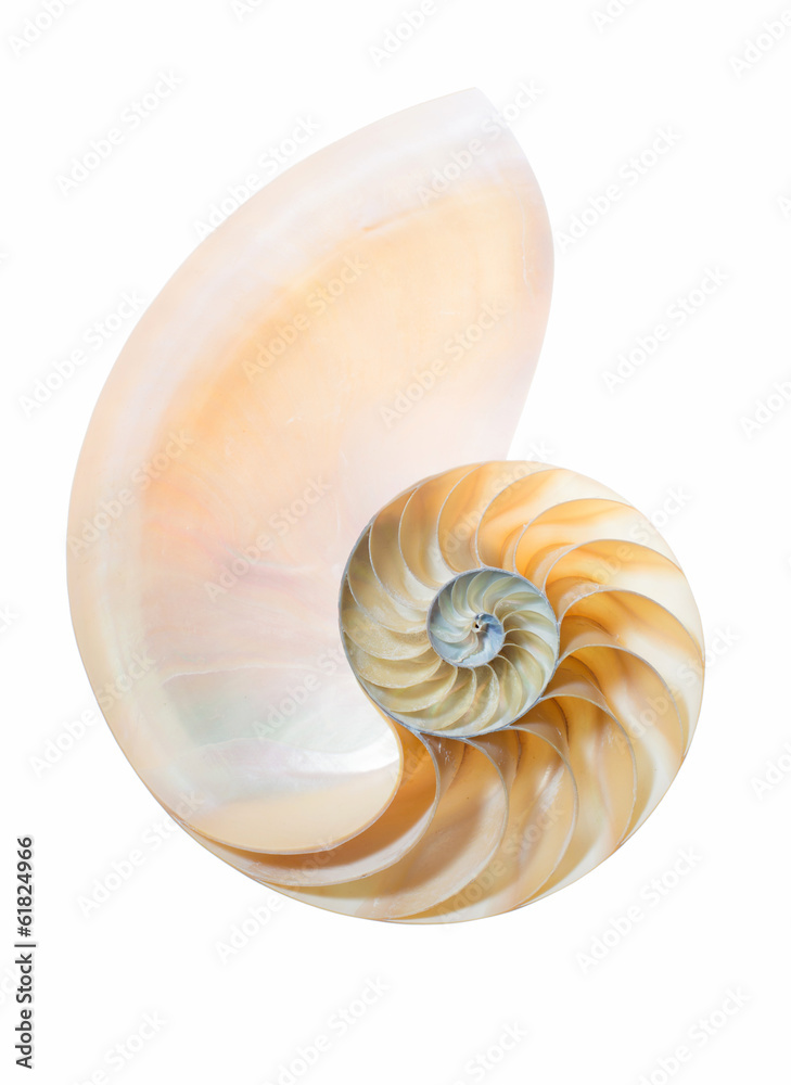 geteiltes Gehäuse eines Nautilus Pompilius auf weiß