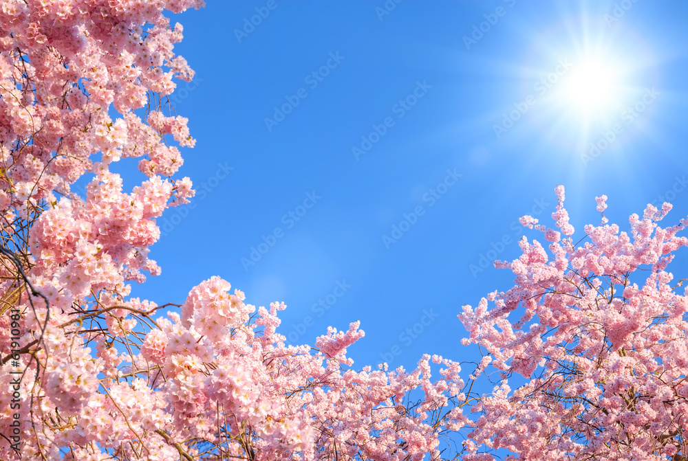 Blühende Äste vor blauem Himmel