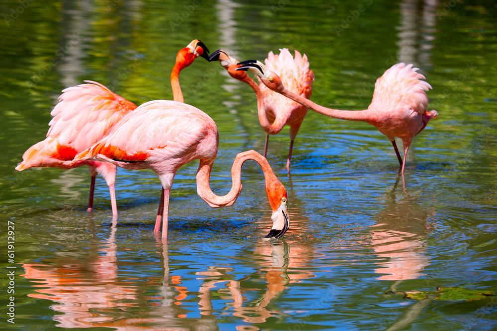 以水为食的粉红色加勒比火烈鸟（Phoenicopterus）