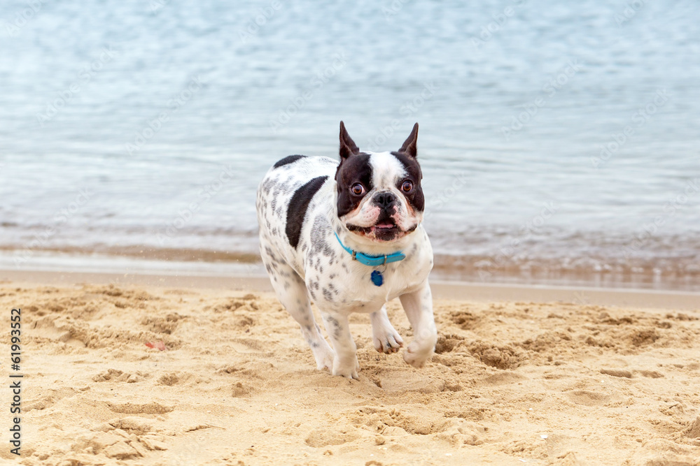 法国斗牛犬在海滩上奔跑