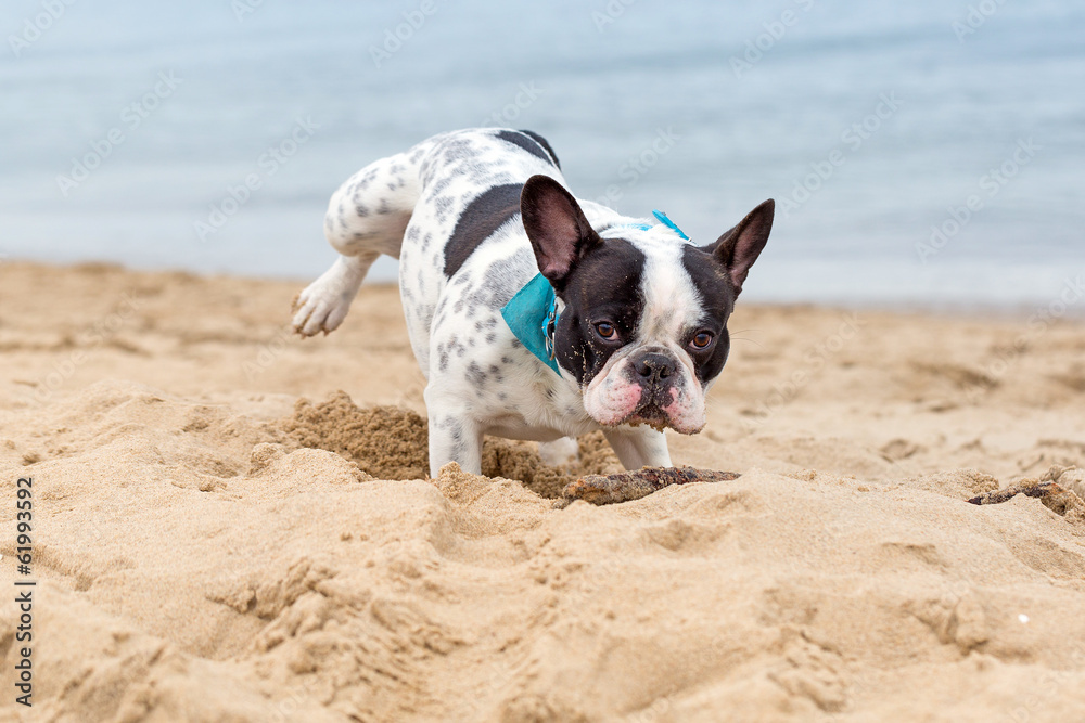 海滩上的法国斗牛犬