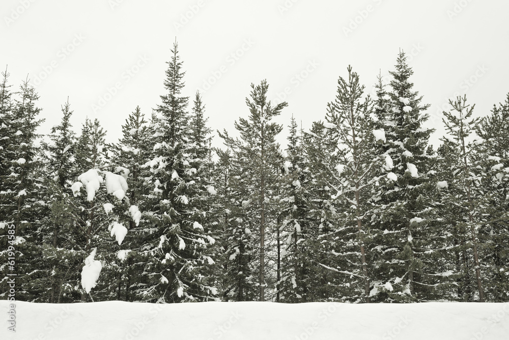 斯堪的纳维亚-白雪覆盖的森林