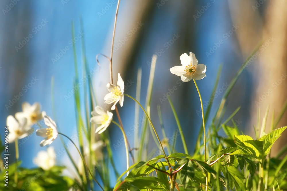 白色春花