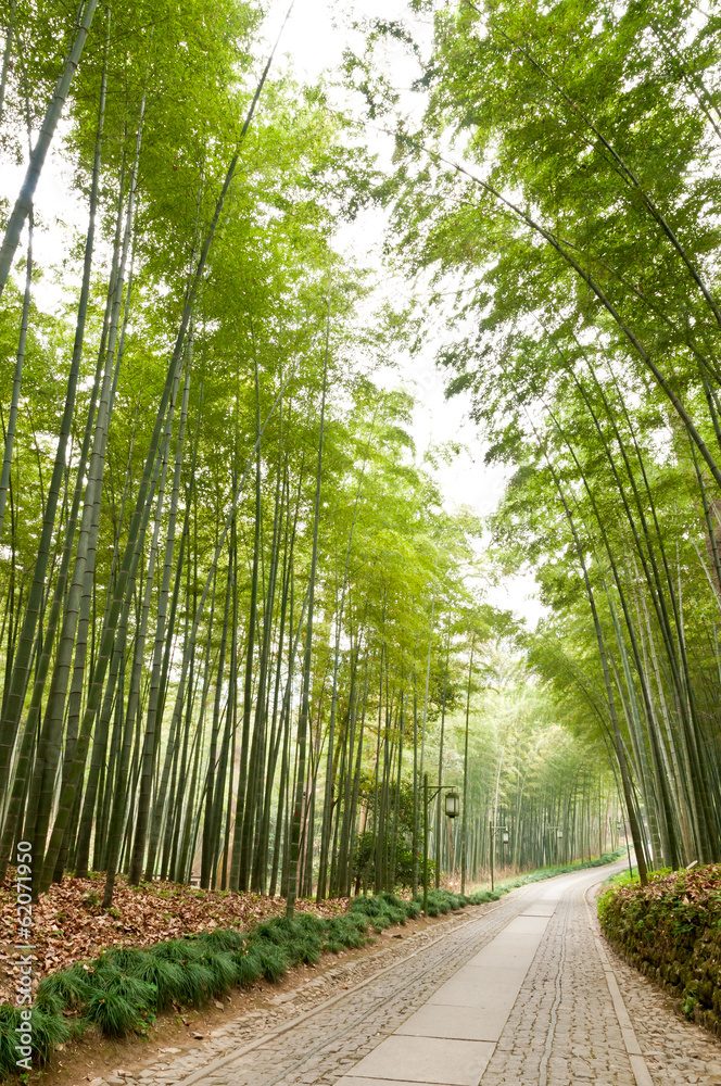 中国杭州的竹林步道