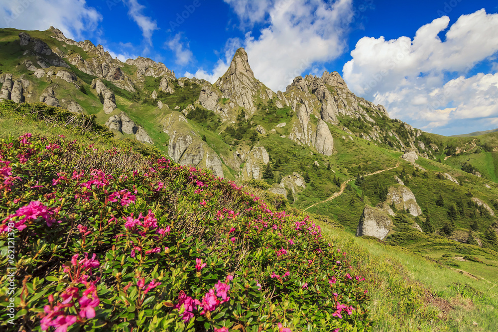 美丽的杜鹃花和Ciucas mo的夏季景观