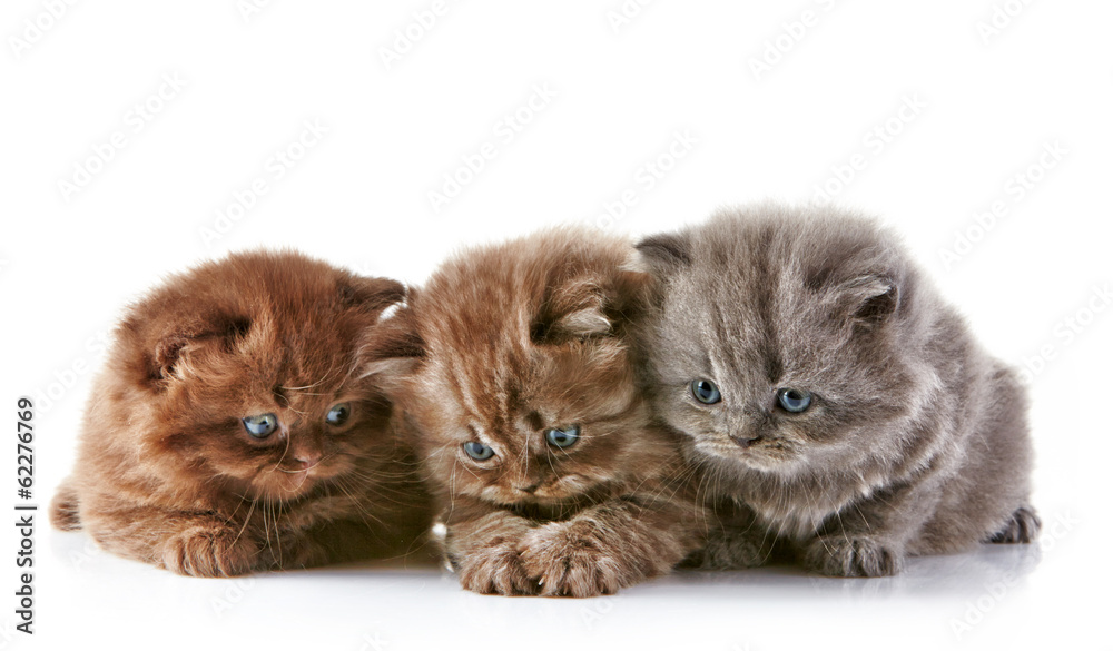 British long hair kittens