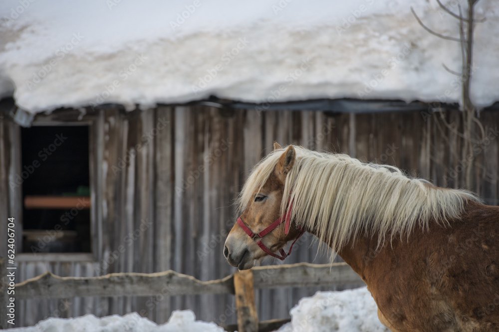 Horse portrait on the white snow