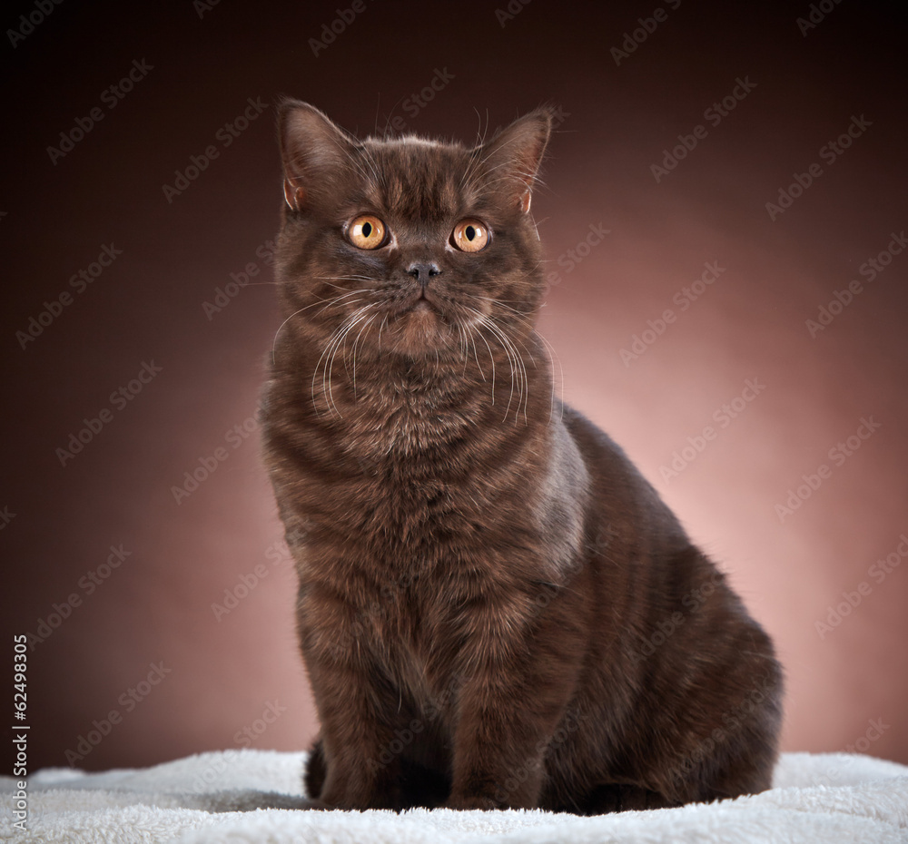 brown british short hair cat