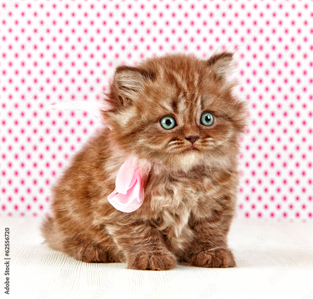 british long hair kitten