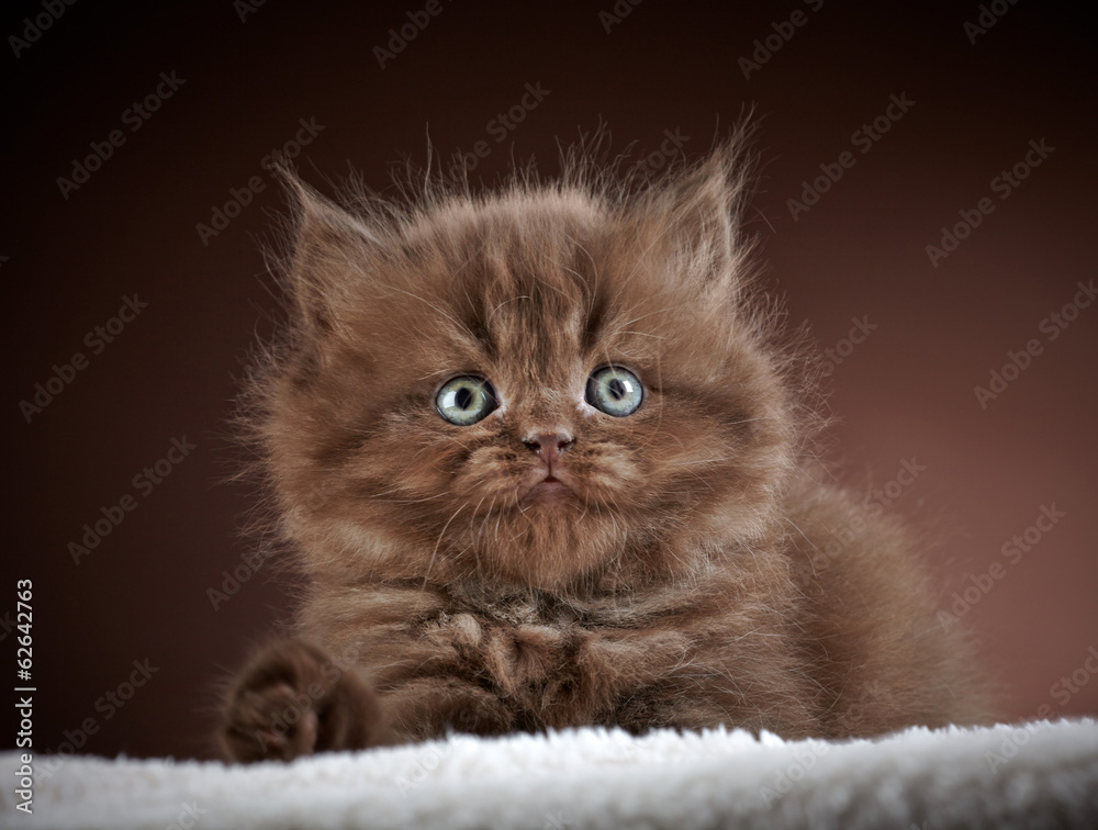 british long hair kitten