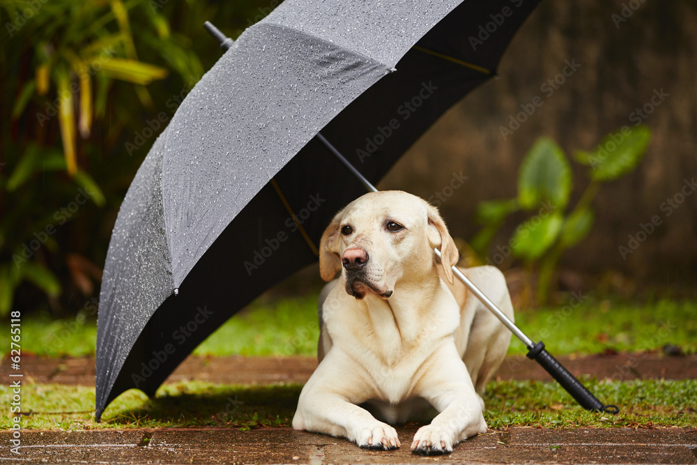 Dog in rain