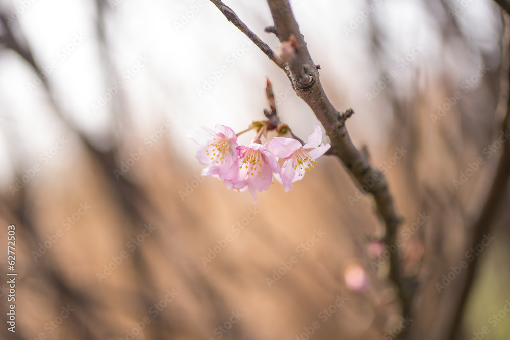 桜