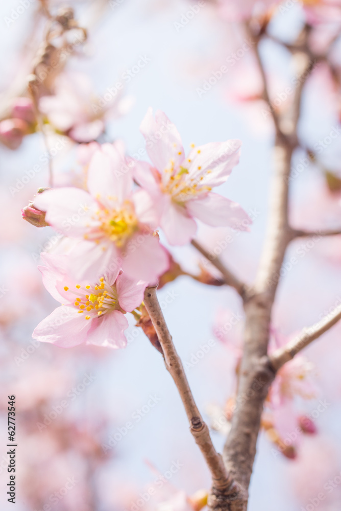 桜