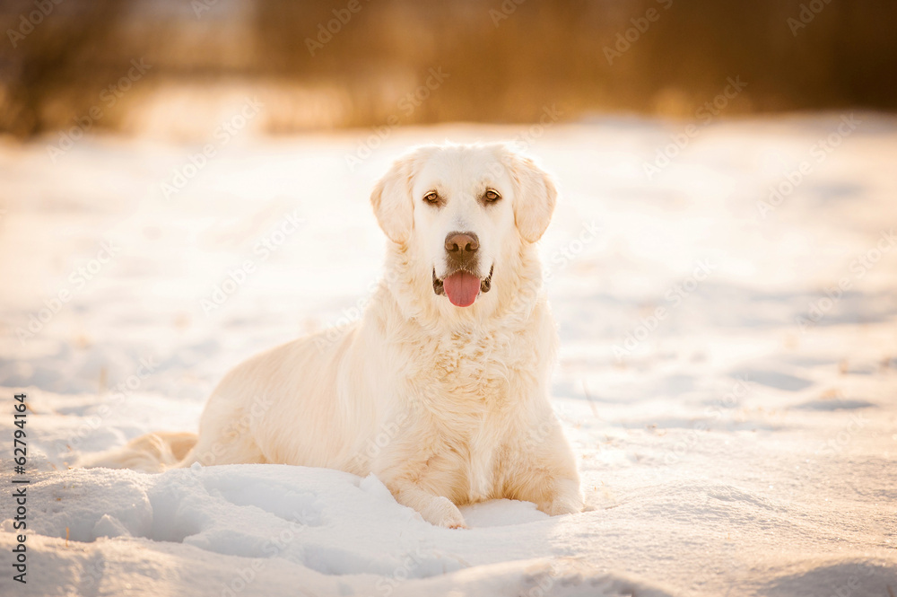 Golden retriever lying on the snow in winter