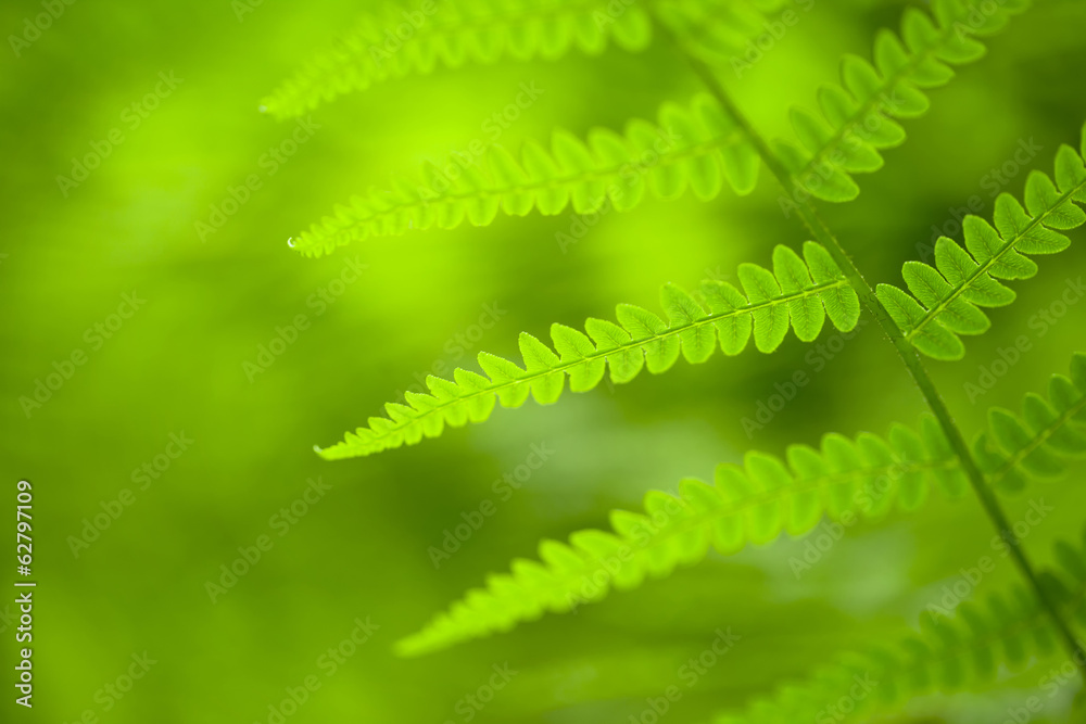 Spring fern background