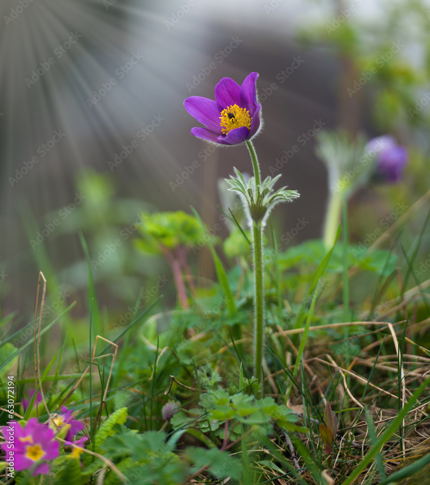 帕斯克花