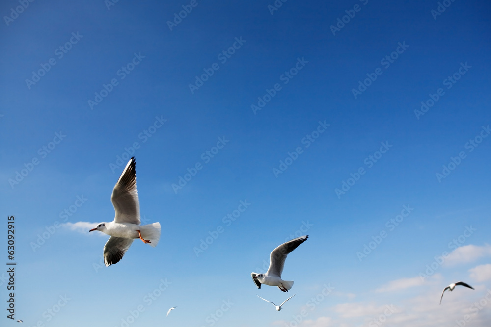 Seagulls in the sky