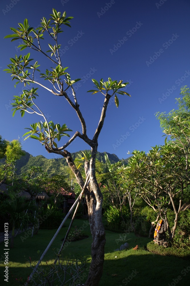 Tree'n'Garden