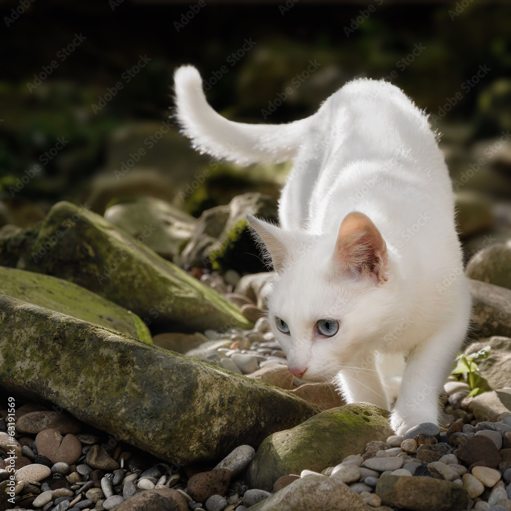 Weiße Katze auf der Pirsch