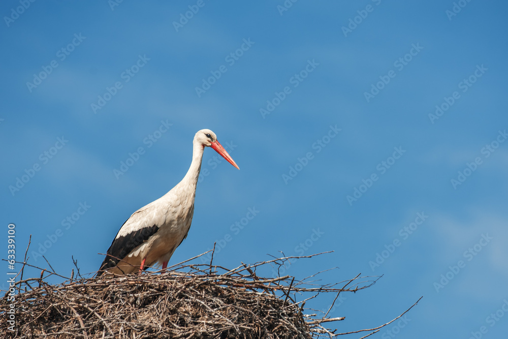 stork