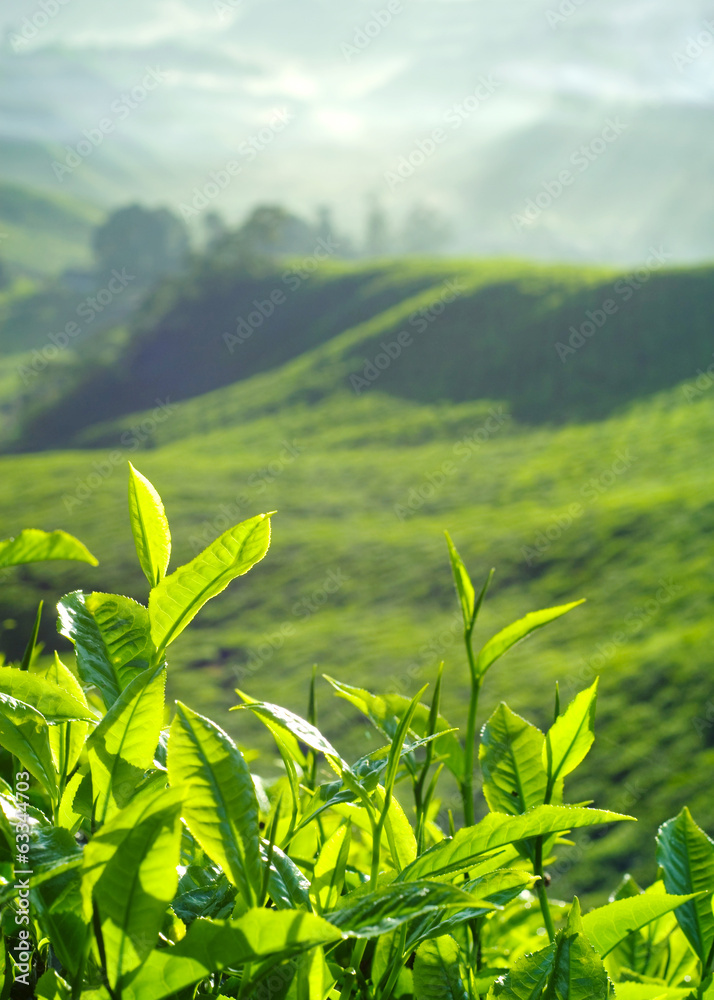 马来西亚种植园的新鲜茶叶