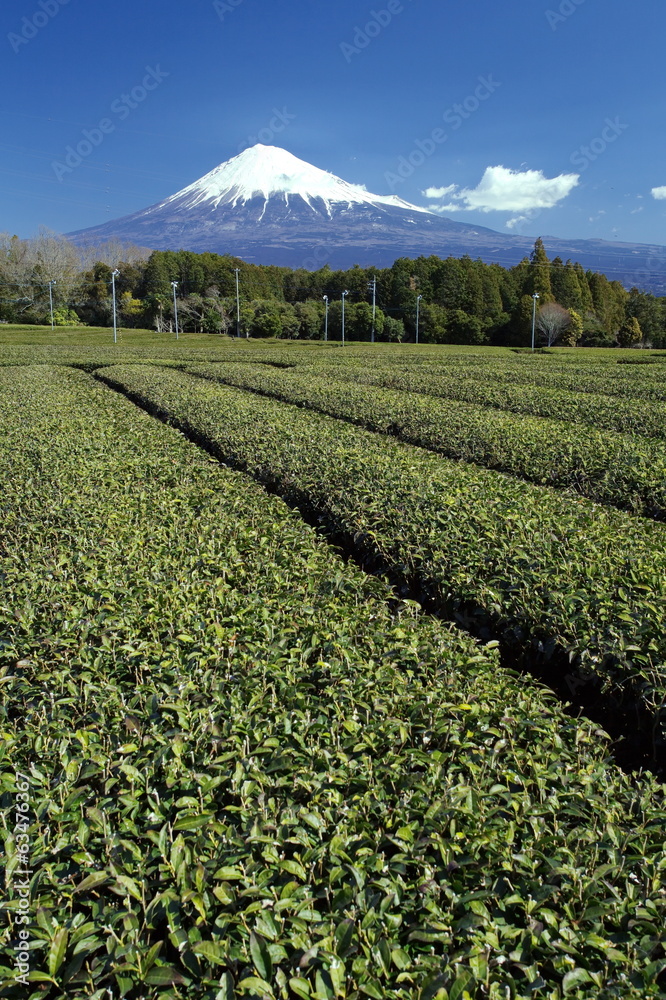 石冈县的绿茶种植园和富士山