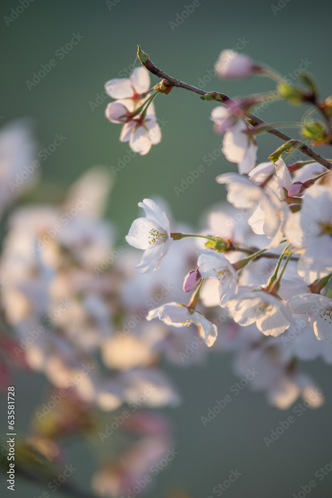 桜