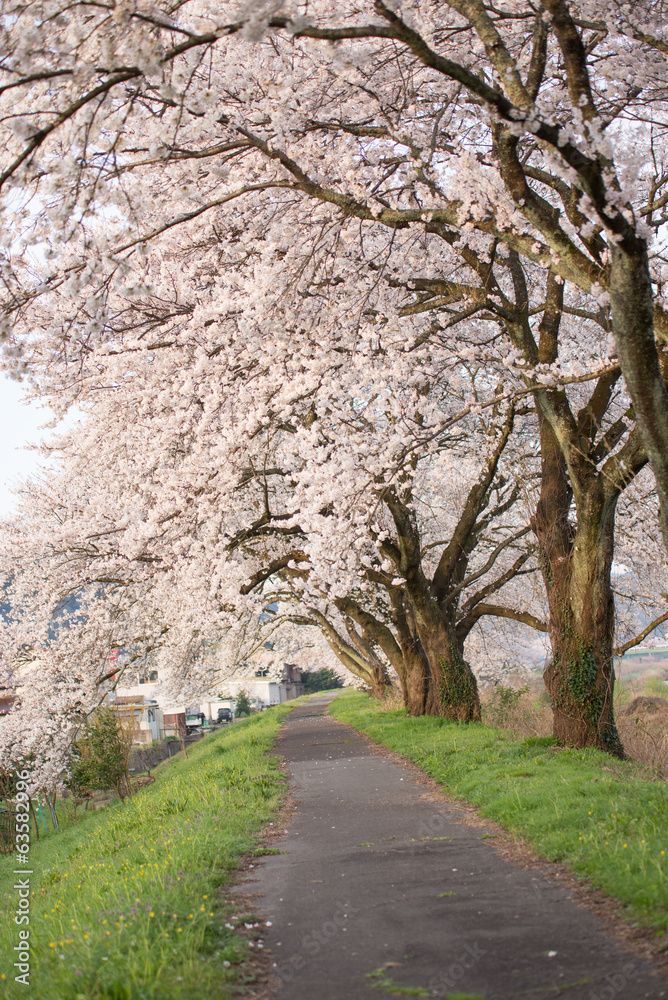 満開の桜