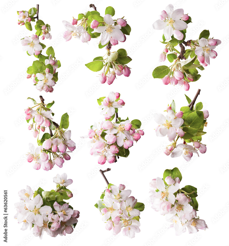 Spring blossoms on white background