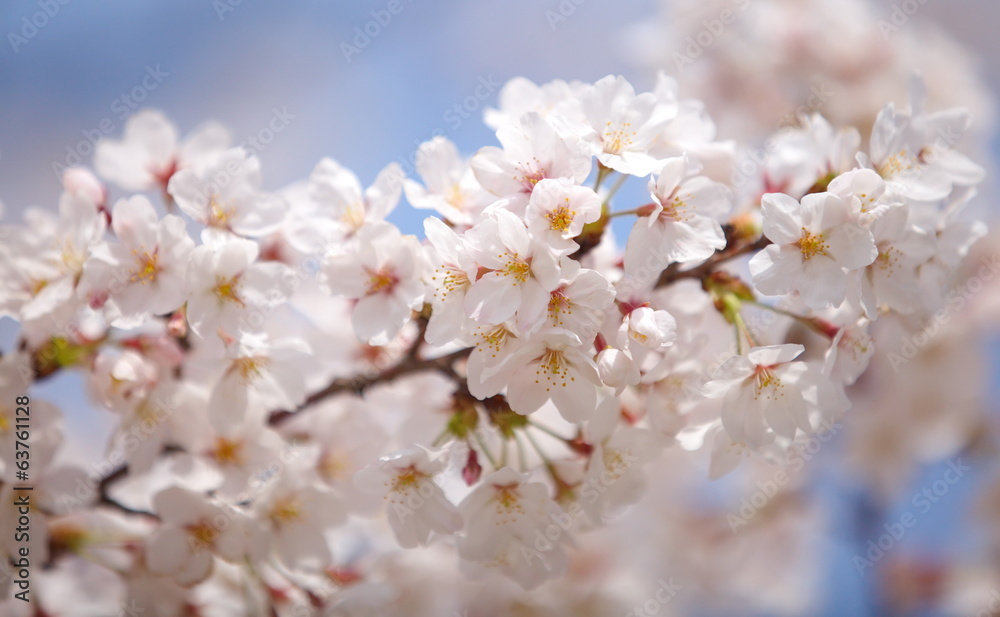 2014樱花季日本东京樱花盛开